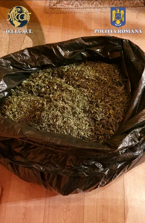 10 kilograme de canabis au fost confiscate şi două persoane arestate preventiv