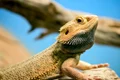 Reptilă, foto Shutterstock jpg