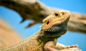 Reptilă, foto Shutterstock jpg