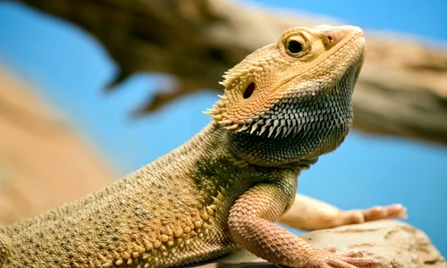 Reptilă, foto Shutterstock jpg