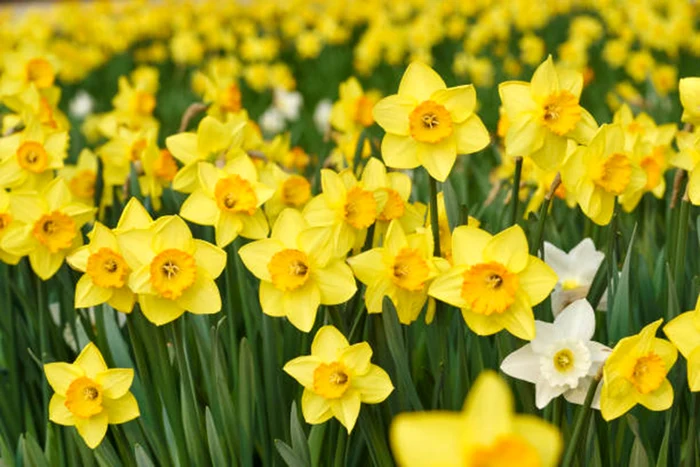 Narcisele sunt foarte populare de-a lungul lumii / foto: IStock