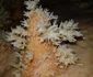 calarasi pestera