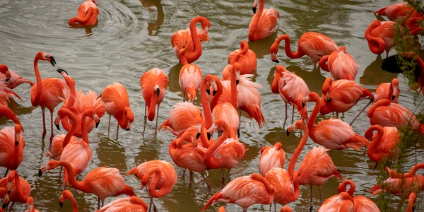 flamingo jpg