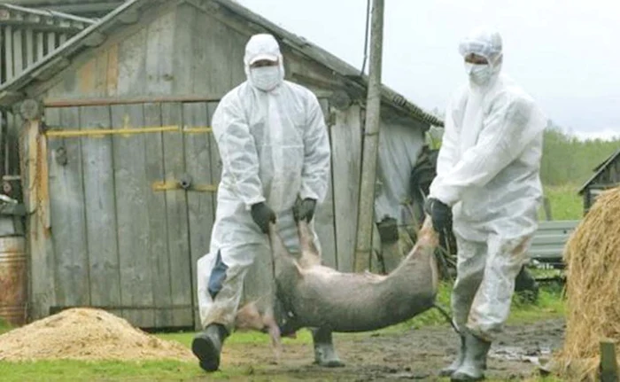 Peste 230.000 de porci bolnavi au fost sacrificaţi de veterinari