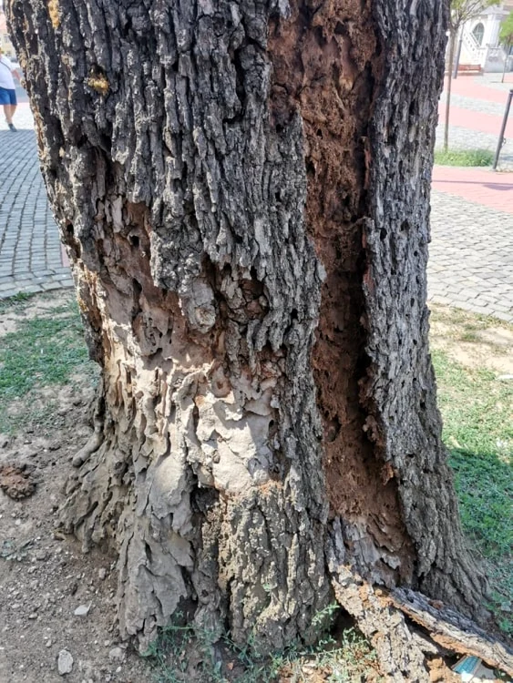Stejarul din Piaţa Libertăţii FOTO Ş.Both