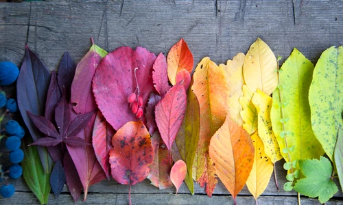 1 shutterstock 225335341 jpg jpeg