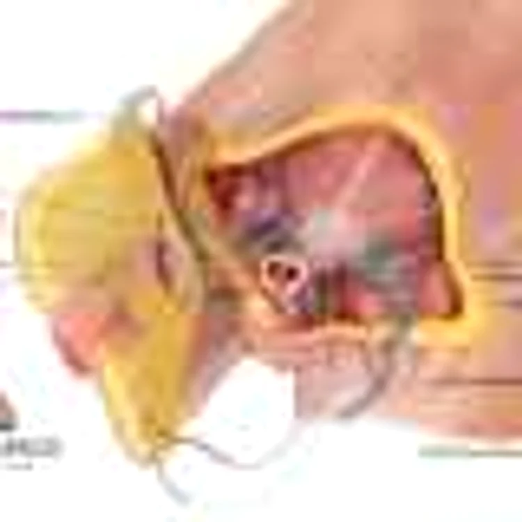 transplant penis