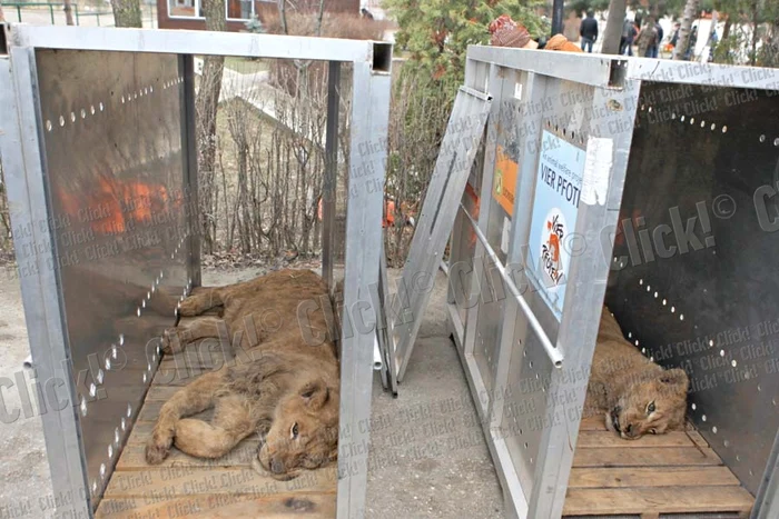 Cele şase animale sălbatice din curtea lui Nuţu Cămătaru au fost mutate ieri la Grădina zoologică de la Bucov (Fotografii: Roberto Sălceanu)
