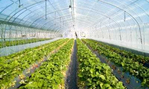 ajutoare agricultura jpeg