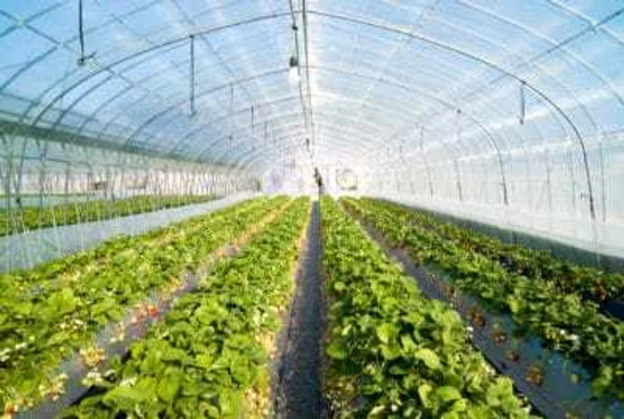 
    Guvernul a aprobat ajutoare de 8.908.590 euro pentru fermierii care au cultivat legume în sere şi solarii  