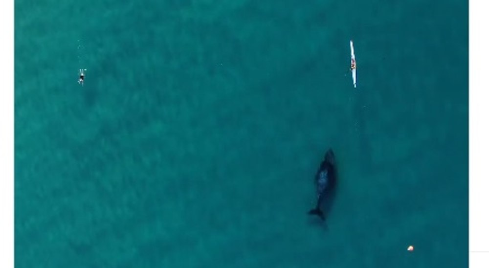 Întâlnire magică pe coastele Australiei: o balenă înoată alături de un canotor VIDEO