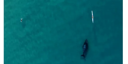 balena cu cucoasa australia jpg