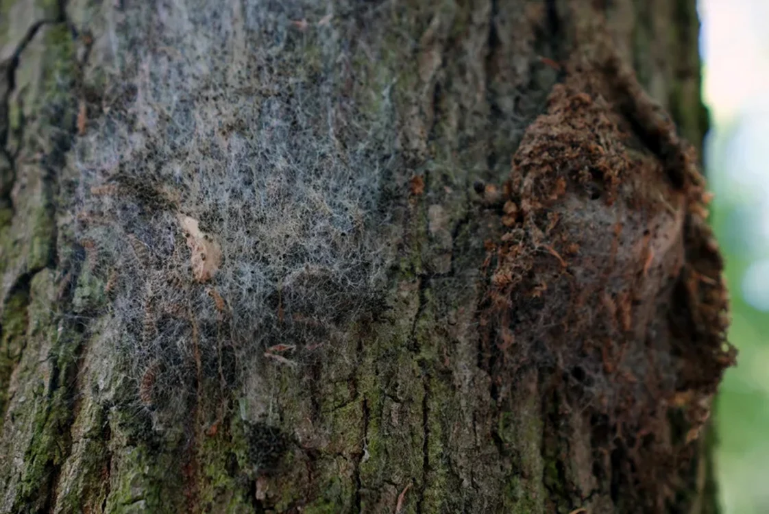 Insectele sunt prezente de mai mult timp în Germania / foto: CNN