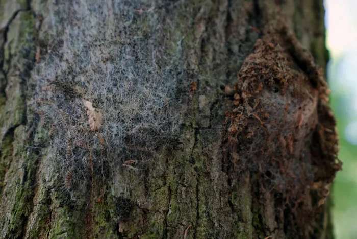Insectele sunt prezente de mai mult timp în Germania / foto: CNN