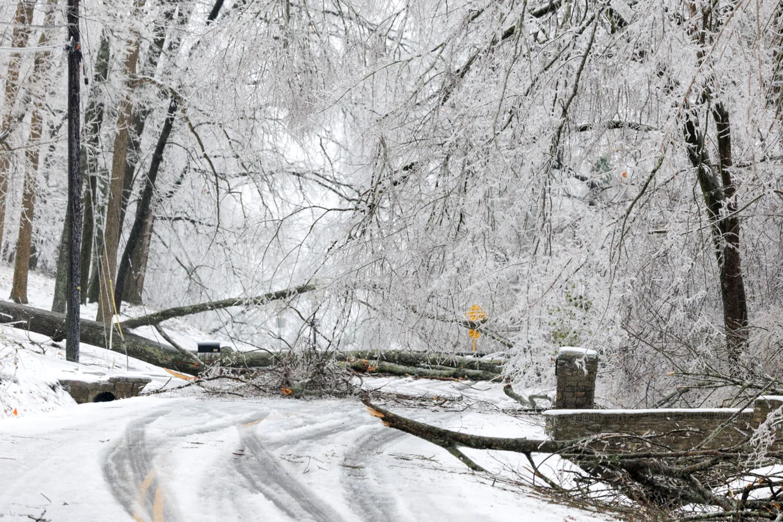 Copaci doborâți în Tennessee FOTO AFP