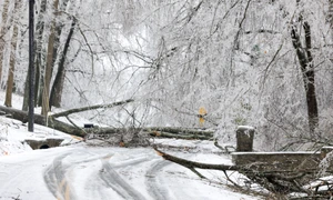 Crengi și copaci doborâți în timpul unei furtuni în Nashville, Tennessee FOTO AFP