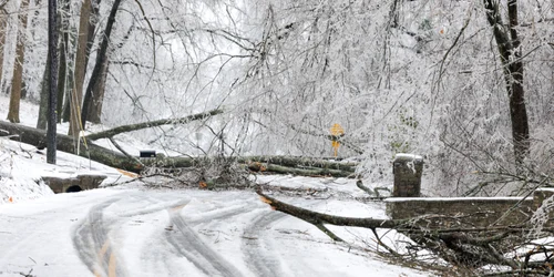 Crengi și copaci doborâți în timpul unei furtuni în Nashville, Tennessee FOTO AFP