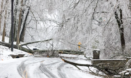 Crengi și copaci doborâți în timpul unei furtuni în Nashville, Tennessee FOTO AFP