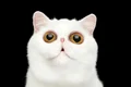 shutterstock 445349035 jpeg