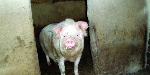 porc