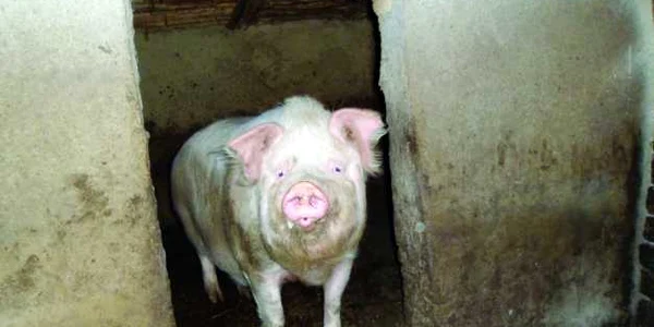 porc