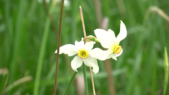 Cei care rup florile riscă să primească amenzi usturătoare Foto: Alin Ion