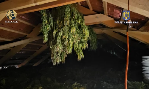 cannabis timis jpeg