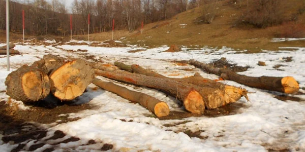 furt lemne campina