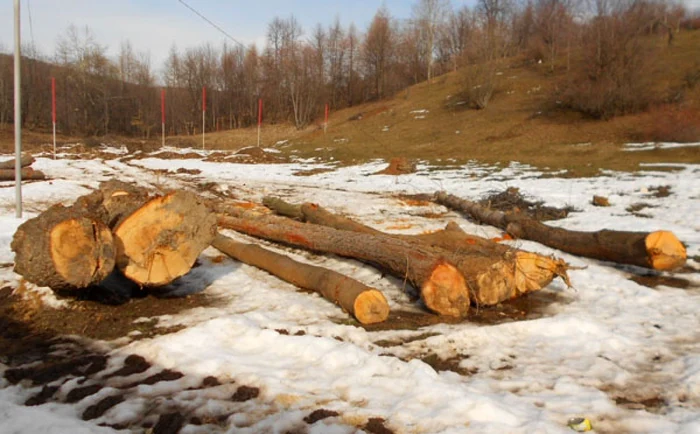 Firma şi-a însoţit protestul cu o imagine grăitoare a jafului din păduri. FOTO campinaph.ro