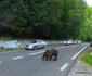 Urs pe Transfăgărășan  Foto Daniel Guță ADEVĂRUL  (3) jpg