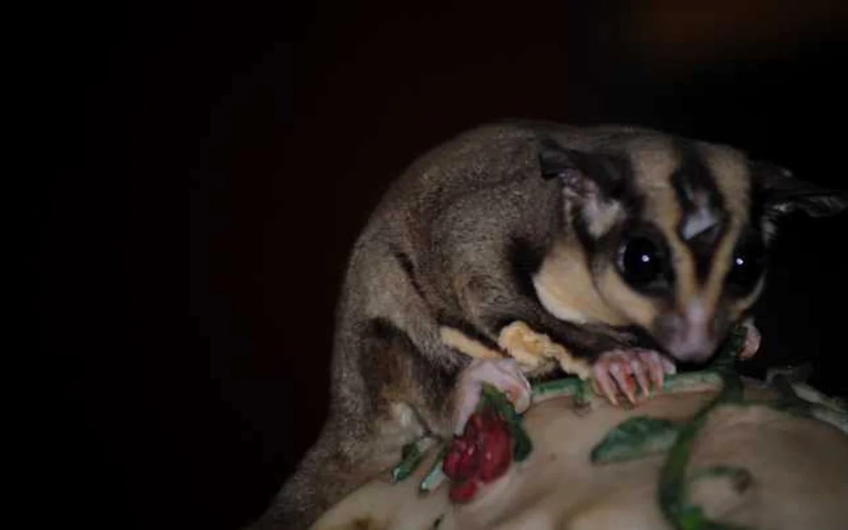 zoo in apartament baia mare