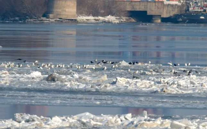 Păsările din deltă, în pericol din cauza condiţiilor meteo FOTO Mihai Baciu