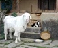DSC 0598 JPG