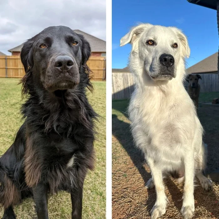 Buster, câinele care suferă de vitiligo, poze cu el negru și alb