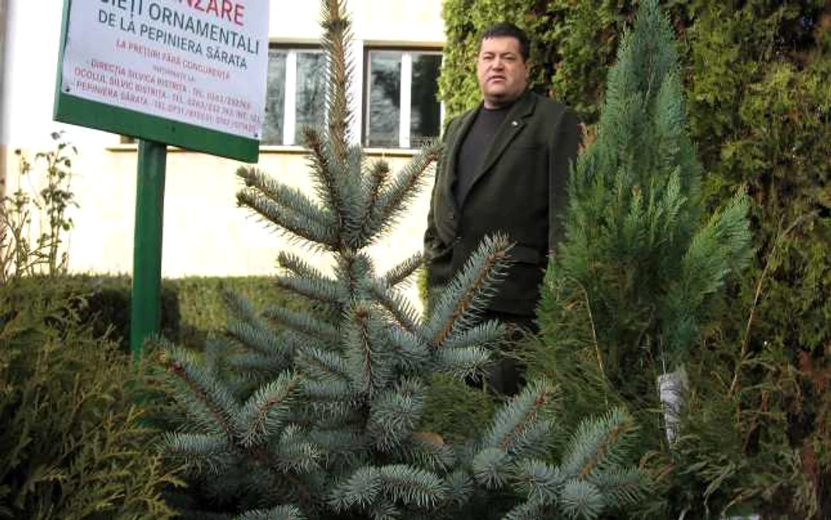 Direcţia Silvică propune alternativa brazilor în ghivece, în locul celor cumpăraţi de la hoţi 