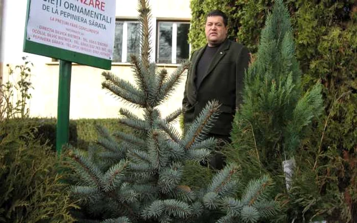 Direcţia Silvică propune alternativa brazilor în ghivece, în locul celor cumpăraţi de la hoţi