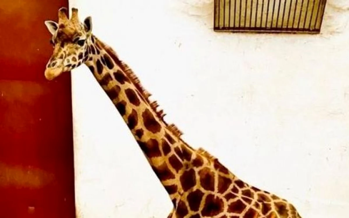 
    Girafa Gina se afla de șase ani la Zoo MureșFoto: adevarul.ro  