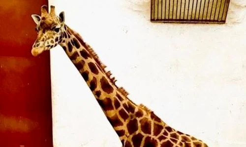 girafa gina 0 jpeg