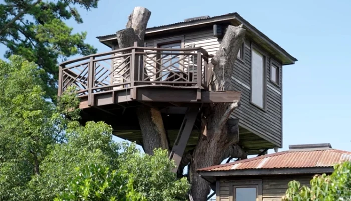 Casa din copac a miliardarului Todd Graves / Foto: captură video YouTube