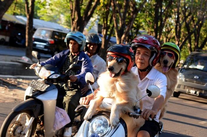 Caini pe scooter (Foto: Photoland/Caters)