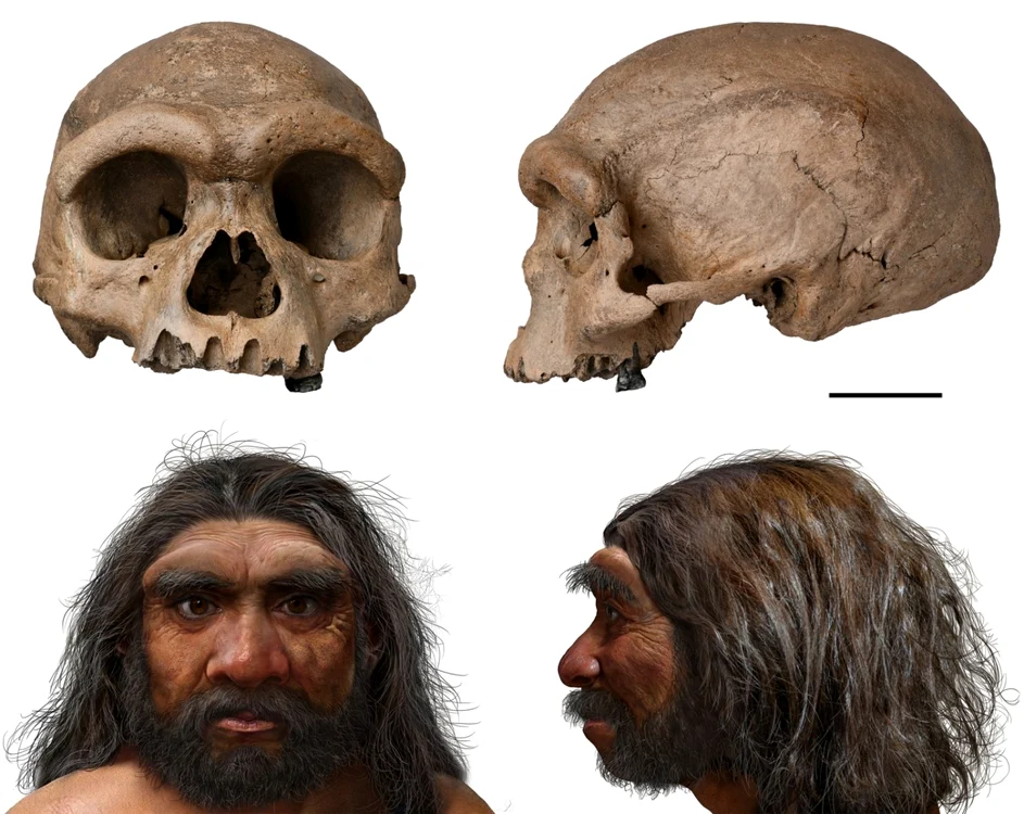 Craniul şi o posibilă reconstituire a Omului-Dragon Sursa nbcnews.com/ Wei Gao/Chuang Zhao