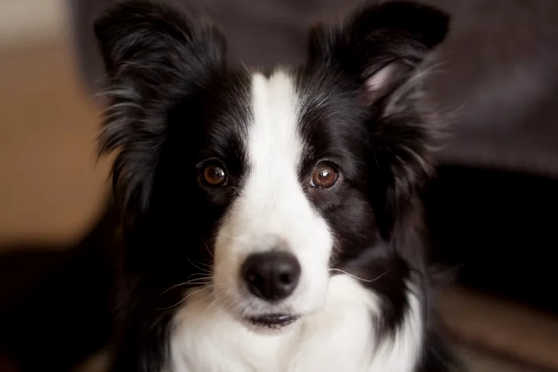 border collie jpeg