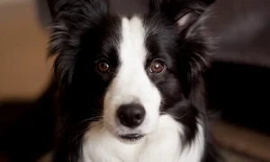 border collie jpeg