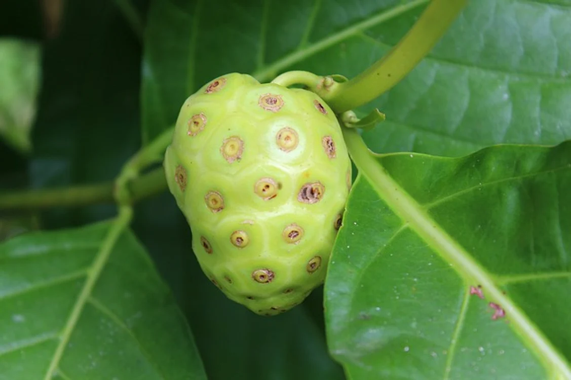 Fructul noni este folosit în tratarea celor mai grave afecţiuni ale umanităţii de mai bine de 2000 de ani.Foto: pixabay.con