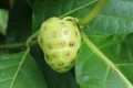 noni 329500 640 0 jpeg