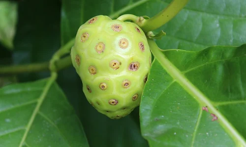 noni 329500 640 0 jpeg