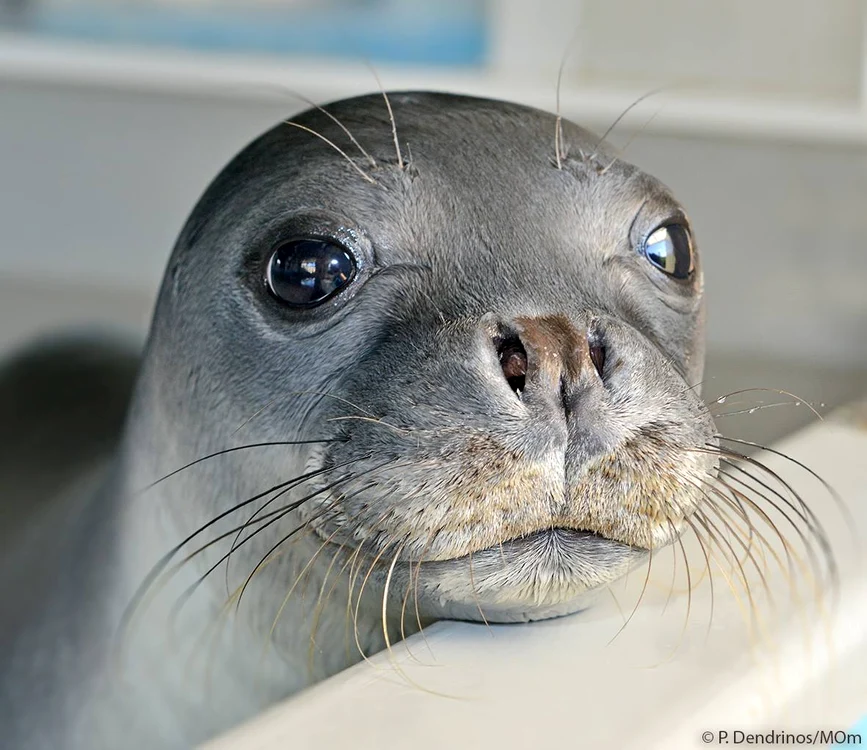 
    Imagine din 2018 cu foca Kostis. Aceasta devenise mascota insulei Alonissosfoto: Facebook / MOm - Monachus monachus  