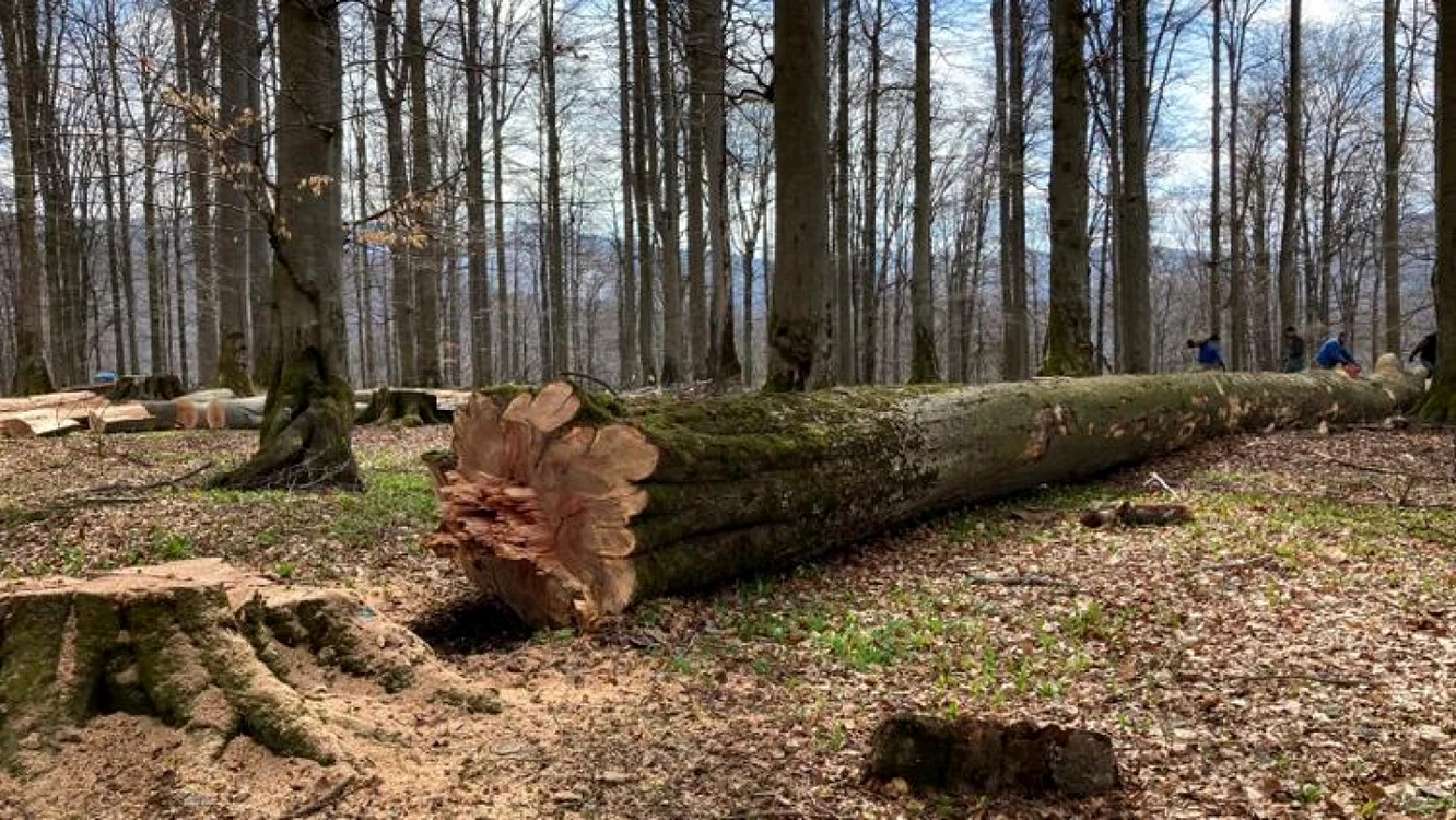 497 de arbori au fost marcați ilegal întro pădure din Suceava FOTO arhivă Adevărul