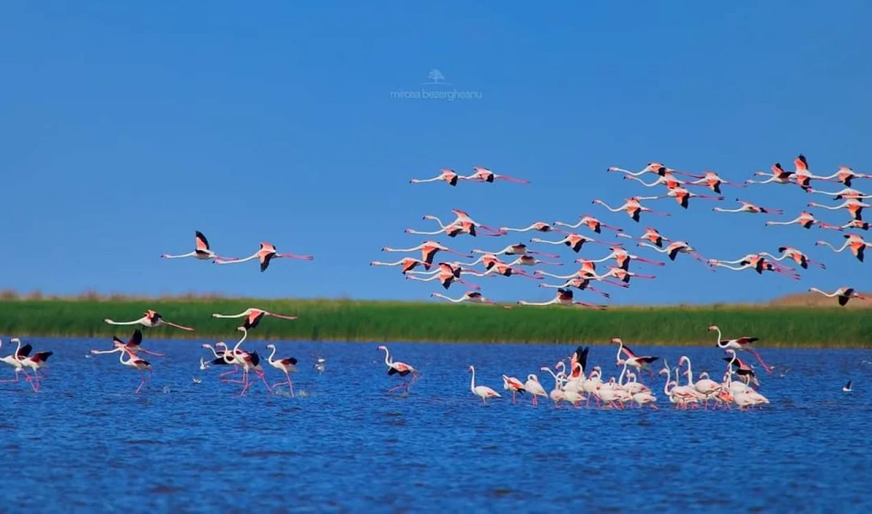 flamingo foto mircea bezegheanu