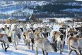 spot the wolf among the reindeers jpg